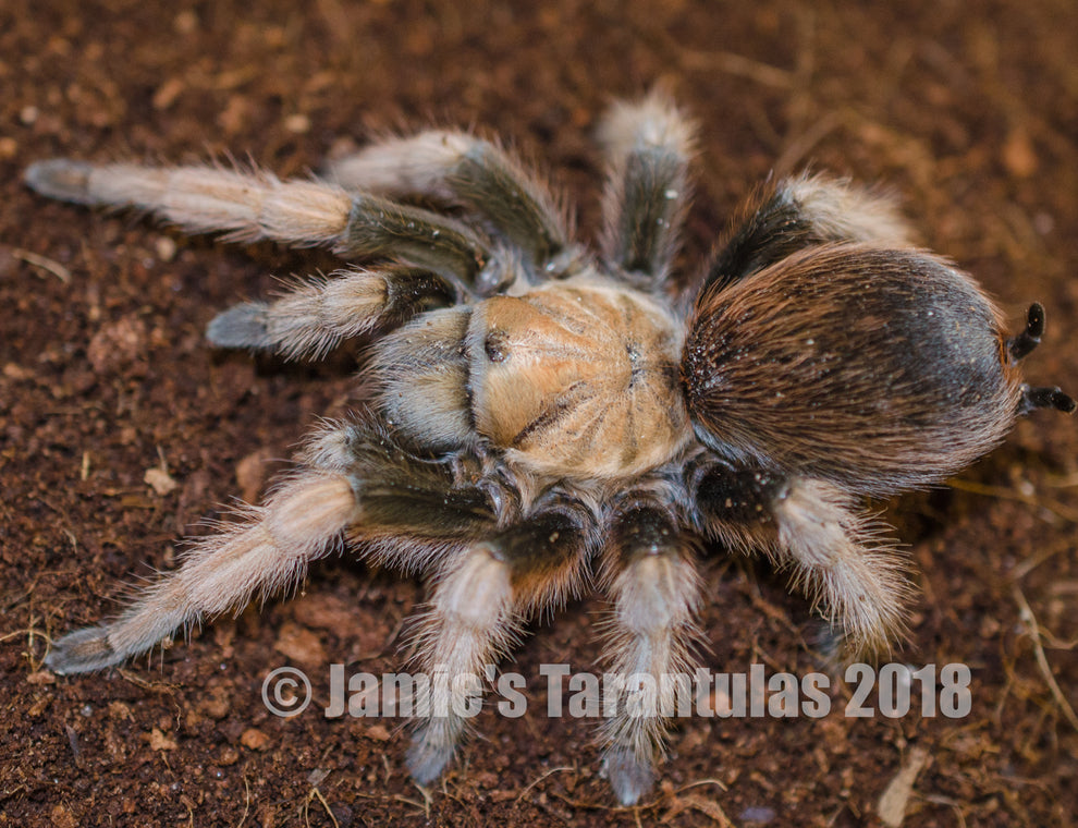 Aphonopelma chalcodes (Arizona Blonde) 3-4